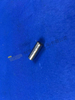 ZF 4BP230 PASADOR CILÍNDRICO 0631 306 074
